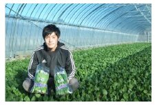 【定期便】岩手県 普代村特産ほうれんそうor寒締めほうれん草 Aコース４カ月連続お届け