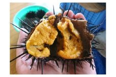 【漁師厳選】普代産 生うに180ｇ×2本 牛乳瓶入り 【ミョウバン不使用】 【塩水】 三陸 生ウニ 雲丹 