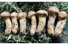 【期間限定】 岩手県産 松茸 天然 約300g 国産 松茸訳あり （つぼみ、開き、傷もの等）＆ほうれん草一束セット 【数量限定】