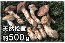 【期間限定】岩手県産 天然松茸 約500ｇ(特大、開き、小の松茸混じり）大きさお任せ ご自宅用