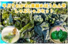 【令和7年1月下旬～発送予定】 寒締めほうれん草＆早どりわかめ 三陸普代しゃぶしゃぶセット