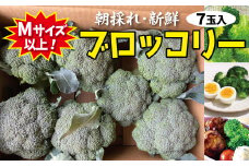 新鮮 朝採れブロッコリー Mサイズ以上7玉 野菜 ブロッコリー 朝採り 朝どれ サラダ 食品