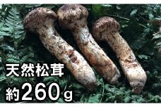 【期間限定】岩手県産 天然松茸 約260ｇ 北三陸 【数量限定】 国産【厳選】