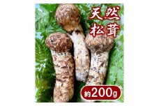 【期間限定】 岩手県産 松茸 天然 約200g 国産 北三陸 厳選 数量限定