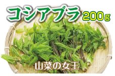 山菜 コシアブラ 200g 天然 こしあぶら