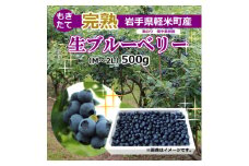 ＜園主厳選＞実のり畑中果樹園産のもぎたて完熟生ブルーベリー約500g(M～2Lサイズ込み)【1404982】