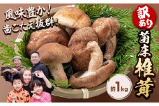 椎茸 きのこ 訳あり 菌床椎茸 1kg サイズ未選別 motochi農園《11月上旬-3月中旬に出荷予定(土日祝除く)》 岩手県 九戸村 野菜 岩手県産 国産 お取り寄せ 送料無料 大きい 不揃い シイタケ 山盛り 干し椎茸 肉厚 出汁 煮物 鍋 茶碗蒸し
