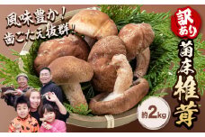 椎茸 きのこ 訳あり 菌床椎茸 2kg サイズ未選別 motochi農園《11月上旬-3月中旬に出荷予定(土日祝除く)》 岩手県 九戸村 野菜 岩手県産 国産 お取り寄せ 送料無料 大きい 不揃い シイタケ 山盛り 干し椎茸 肉厚 出汁 煮物 鍋 茶碗蒸し