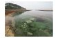 「うに牧場」海底に掘った溝にウニがびっしり