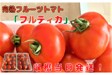 収穫当日発送！完熟フルーツトマト（フルティカ）1kg×2パック