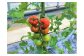 水分調整にこだわって育てています
