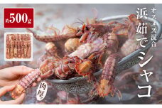 季節限定 宮城県産 浜茹で シャコエビ 500g（オスメス混合）冷蔵 産地直送 殻付き 子持ち ガサエビ シャッパ シャク しゃこえび 宮城県 石巻市 しゃこ 肉厚 ノンフローズン 新鮮 蝦蛄 ボイルシャコ