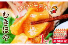 《期間限定》 宮城県産 むきほや 1kg （100g×10）冷蔵 朝採り 小分け 新鮮 ほや 海鞘 ホヤ むき身 肉厚 生ほや お刺身 海鮮 魚介 珍味 おかず おつまみ 酒の肴 お取り寄せ グルメ 石巻市 石巻 宮城 宮城県