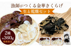 ＜ 期間限定 ＞漁師がつくる金華きくらげ 生と乾燥セット 合計約360g  生きくらげ 乾燥きくらげ キクラゲ 木耳 きのこ 乾燥 国産 食物繊維 野菜