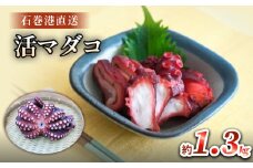 マダコ 煮たこ 石巻港 直送 たこ タコ ボイル 活マダコ 丸ごと おかず おつまみ 