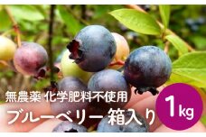ブルーベリー (1kg)  箱入り 生 無農薬 化学肥料不使用 摘みたて 冷蔵 大粒 濃厚 フルーツ 果物 自然栽培 無農薬 化学肥料不使用