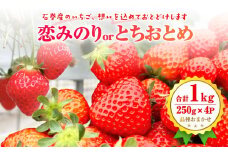 【2025年1月中旬より発送開始】いちご（恋みのり・とちおとめ）250g×4パック 冷蔵 苺 イチゴ フルーツ 果物 ストロベリー