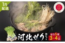 ＜1月配送＞ せり鍋セット せり5束 3-4人前 河北せり 鍋 せり 鍋セット 宮城県産 セリ鍋 芹 根せり 根っこ 宮城県 石巻市 長ねぎ パックご飯 スープ 鶏肉 セリ セリ鍋 野菜 鍋 しゃぶしゃぶ お取り寄せ グルメ 人気 ご当地鍋