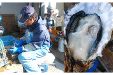 ＜③ 木曜着希望＞栄彦さんの生かきA ＜むき身500g×2＞[浦戸諸島・寒風沢島]　 4750241