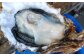 【浦戸 寒風沢島】生牡蠣1kg（加熱用）
