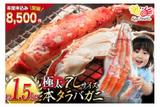 本 タラバガニ 脚 ボイル済 約1.5kg 極太7Lサイズ [カネダイ 宮城県 気仙沼市 20564326] カニ かに 蟹 たらばがに たらば蟹 タラバ蟹 たらば タラバ ボイル