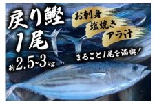 【期間限定発送】戻り鰹 1尾 約2.5～3kg [さんりくみらい 宮城県 気仙沼市 20564216] 生鮮 かつお 鮮魚 季節限定