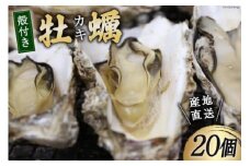 【期間限定発送】 三陸産 牡蠣 殻付き 20個 [さんりくみらい 宮城県 気仙沼市 20564203] 魚貝類 魚介類 カキ かき 冬 季節限定 期間限定 冷蔵