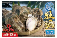 【期間限定発送】 TVで紹介！ 牡蠣 大粒 3～4年モノ 生食 殻付き牡蠣 約3kg(約9-12個入) [住喜水産 宮城県 気仙沼市 20564160] 期間限定 冷蔵 新鮮 濃厚 真牡蠣 カキ かき 生牡蠣 魚貝類 生牡蠣 貝 海鮮 魚介類 なべ カキフライ 牡蠣ご飯 魚介