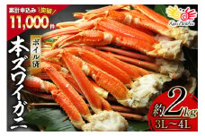 ボイル済み 本ずわいがに 脚 3L～4L 総重量 2kg [カネダイ 宮城県 気仙沼市 20564764] カニ 蟹 ズワイガニ ずわい蟹 ズワイ蟹 ずわい ズワイ 海鮮 魚介類 カニ脚 蟹脚 足 ボイル ご褒美