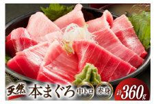 昭福丸の天然本まぐろ (中トロ･赤身) 各180g 計360g [臼福本店 宮城県 気仙沼市 20563782] 魚 鮮魚 刺身 トロ 天然本マグロ マグロ まぐろ 鮪 本まぐろ 本マグロ 本鮪 冷凍 レビューキャンペーン