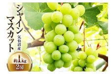 【期間限定発送】 ぶどう シャインマスカット 2房 (約1kg) [リアス農園 宮城県 気仙沼市 20564580] フルーツ 果物 くだもの ブドウ 葡萄 冷蔵 数量限定 期間限定