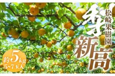 梨「新高」約5kg（5～7玉入）【松崎果樹園】