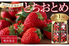 【先行予約】いちご とちおとめ 1kg ( 250g × 4パック ) 【2025年12月下旬より順次発送】苺 イチゴ 果物 くだもの フルーツ 先行予約 ご当地 お取り寄せ 産地直送 朝摘み 人気 おすすめ 宮城