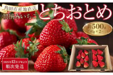 【先行予約】いちご とちおとめ 500g ( 250g × 2パック ) 【2025年12月下旬より順次発送】苺 イチゴ 果物 くだもの フルーツ 先行予約 ご当地 お取り寄せ 産地直送 朝摘み 人気 おすすめ 宮城