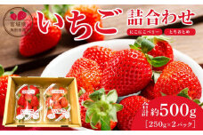 【JAみやぎ仙南】宮城県角田市産いちご　にこにこベリー・とちおとめ詰合せ　合計約500g（250g×2パック）