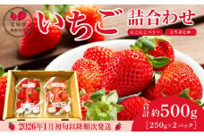 【先行予約】【JAみやぎ仙南】宮城県角田市産いちご　にこにこベリー・とちおとめ詰合せ　合計約500g（250g×2パック）【2026年1月初旬より順次配送】