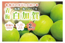 朝摘み青梅(生梅)2kg◆梅花の里から農家直送 梅酒・梅シロップ用 大粒 白加賀 L～2L