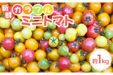 角田産 新鮮！カラフル ミニトマト １kg【6月上旬より順次発送】