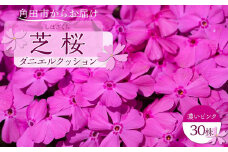芝桜　ダニエルクッション（濃いピンク）３０株【限定１０００個】