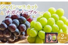 【先行予約】シャインマスカット／ナガノパープル セット（各1房・計2房 約1kg）【8月下旬以降より順次発送】