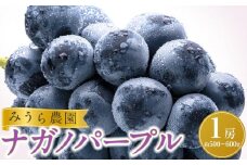 【先行予約】ナガノパープル１房（約500～600g）【8月下旬以降より順次発送】