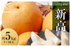 【先行予約】新高　約５kg（7～10玉）9月下旬～順次発送【吉川果樹園】