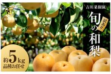 【先行予約】【訳あり】旬の和梨　約５kg（８月中旬～順次発送）【吉川果樹園】