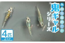角田市産めだか（鬼ギャルシリーズ）　2ペア