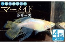 角田市産めだか（マーメイドシリーズ）　2ペア