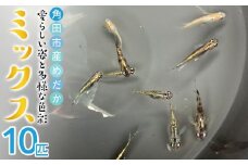 角田市産めだか（ミックス）10匹