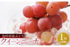 【先行予約】角田市産ぶどう【クイーンニーナ】1房（約500g）【9月下旬以降より順次発送】