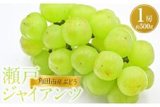 【先行予約】角田市産ぶどう【瀬戸ジャイアンツ】1房（約500g）【9月下旬以降より順次発送】