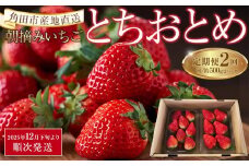 【定期便2回】【角田市産地直送】朝摘みいちご「とちおとめ」合計約500g（250g×2パック）