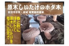 椎茸 原木 ホダ木 しいたけ 菌 育てる 栽培 キット 販売 原木しいたけ 原木椎茸 しいたけ原木 シイタケ原木 原木しいたけ栽培キット きのこ きのこ栽培 きのこ栽培セット きのこ栽培キット 宮城 岩沼市 [№5704-0823]
